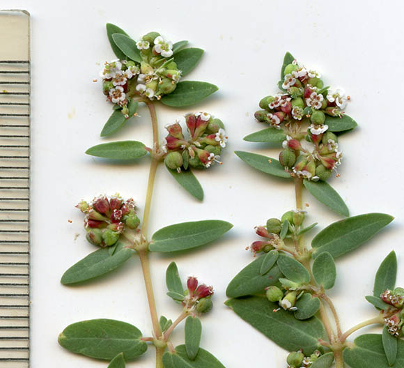  Euphorbia capitellata
